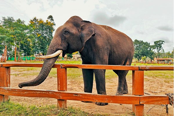 MS-Holidays-Mysuru-Dubare-Elephant-Camp