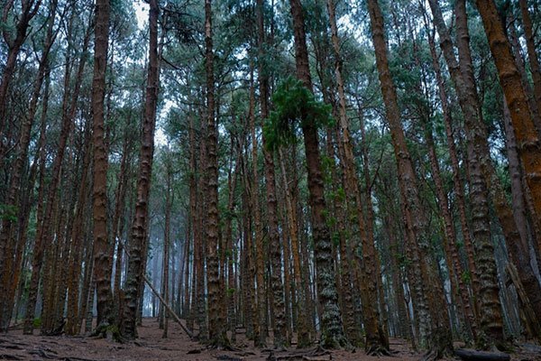 MS-Holidays-Mysuru-Pine-Forest