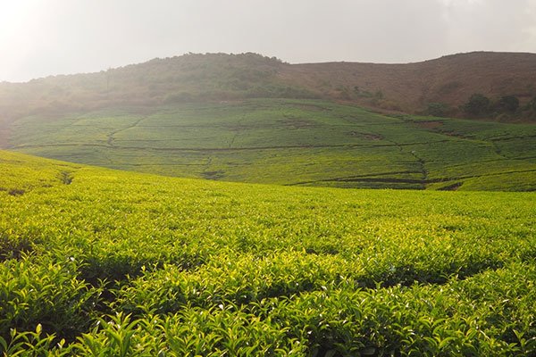 MS-Holidays-Mysuru-Wayanad-Tea-Estate-Viewpoint
