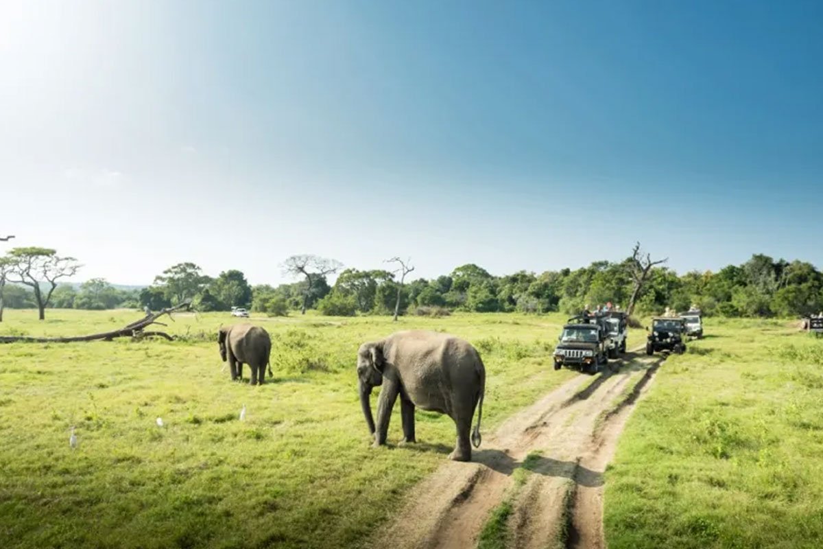 MS-Holidays-Mysuru-Bandipur-Jeep-Safari