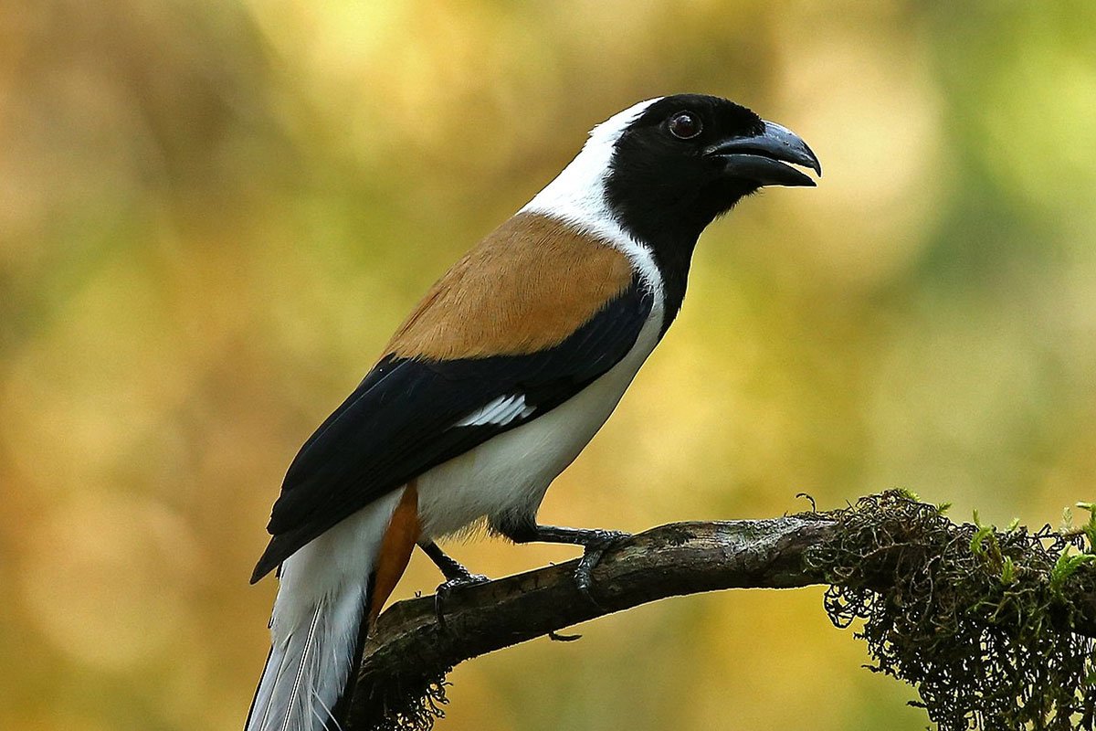 MS-Holidays-Mysuru-Birdwatching-hotspots