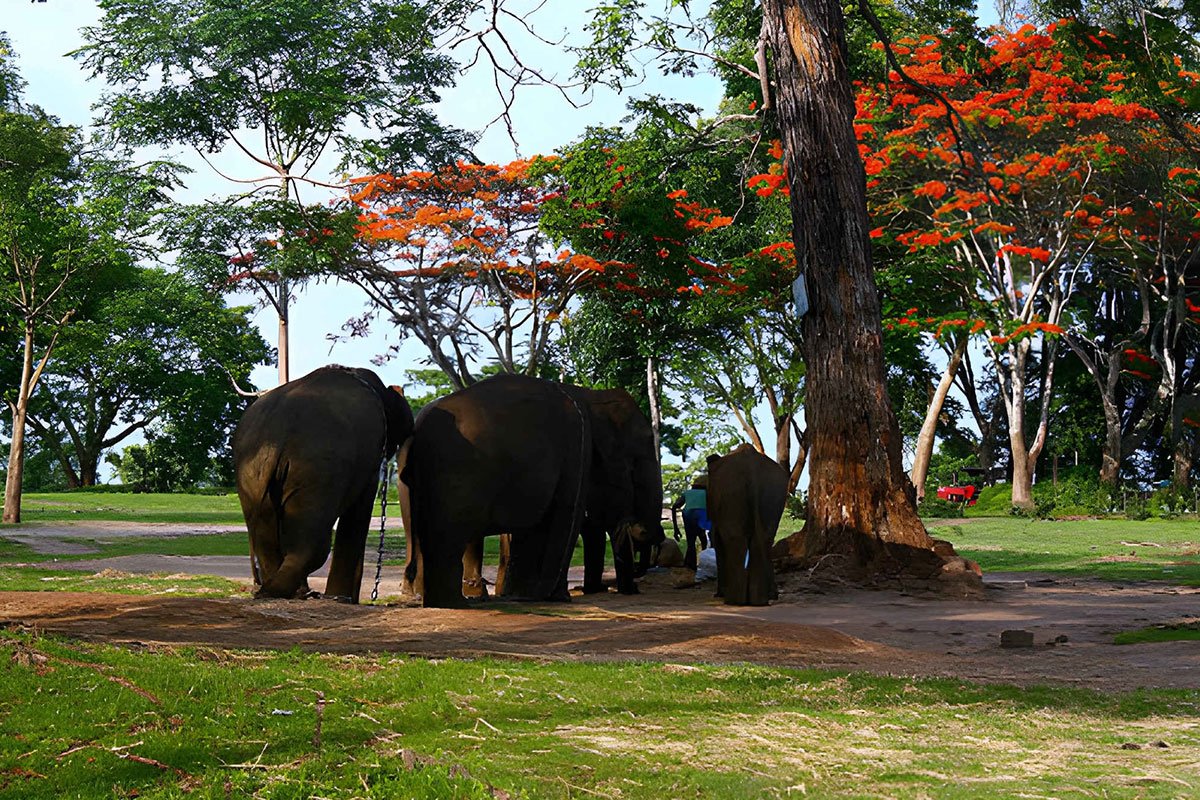 MS-Holidays-Mysuru-Dubare-Elephant-Camp