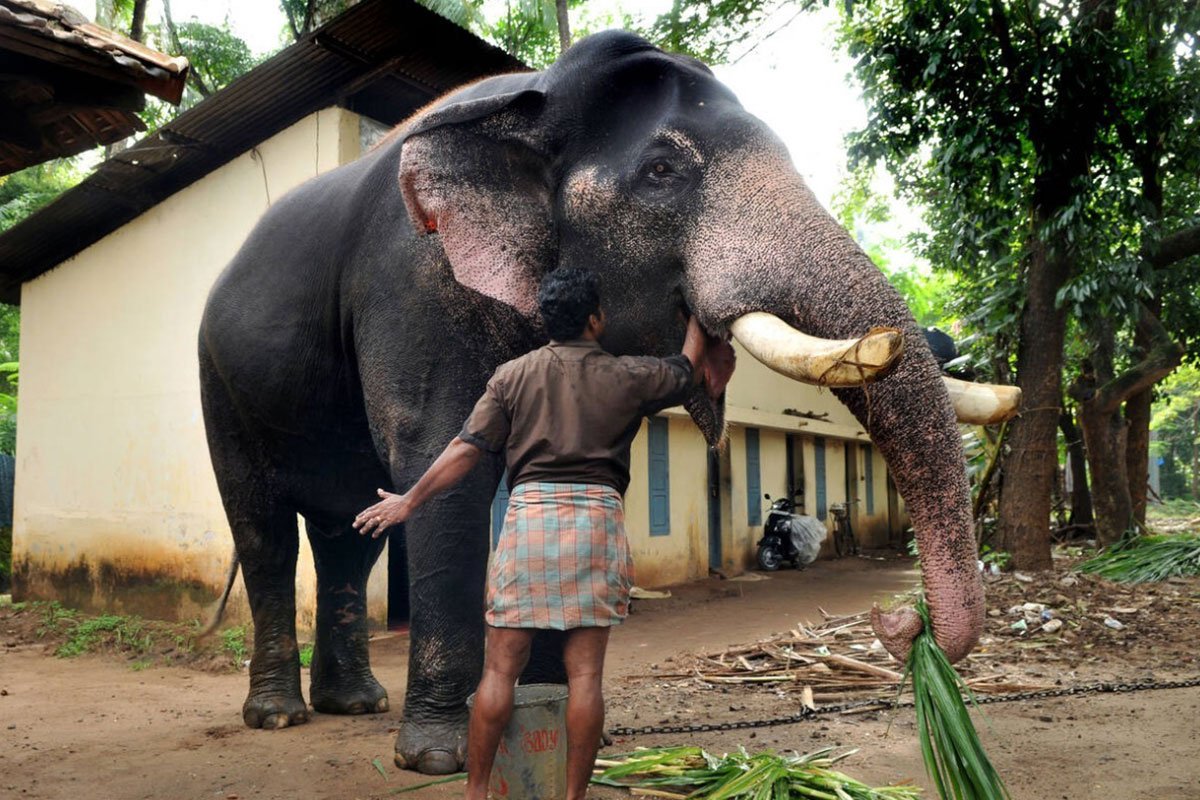 MS-Holidays-Mysuru-Elephant-Sanctuary-(Punnathur-Kotta)