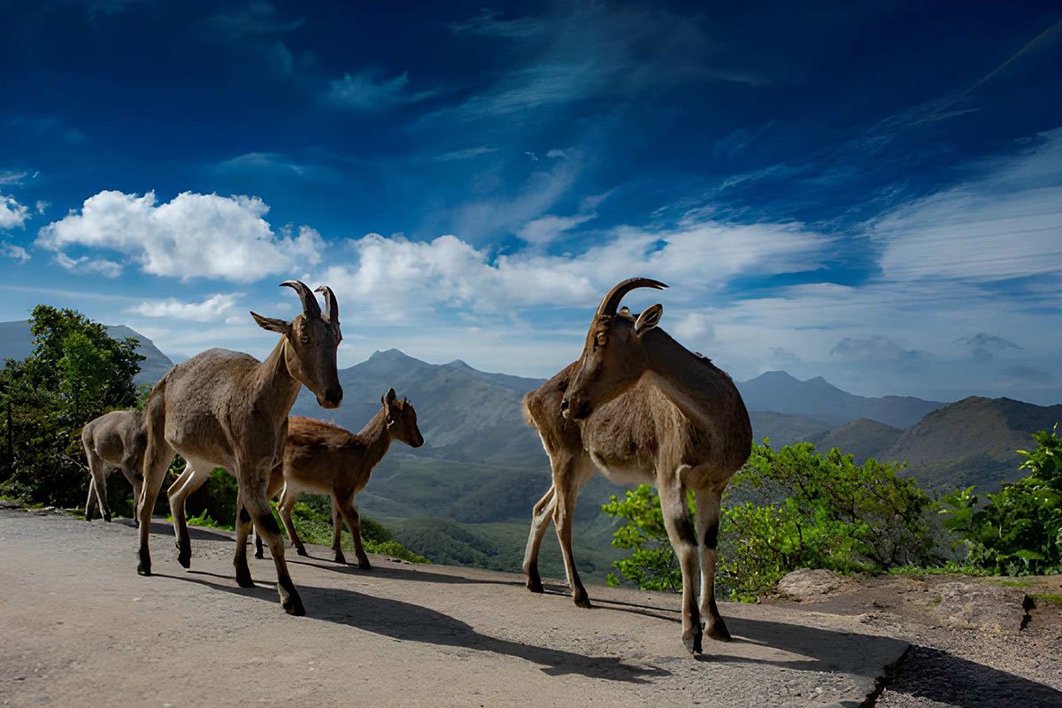 MS-Holidays-Mysuru-Eravikulam-National-Park