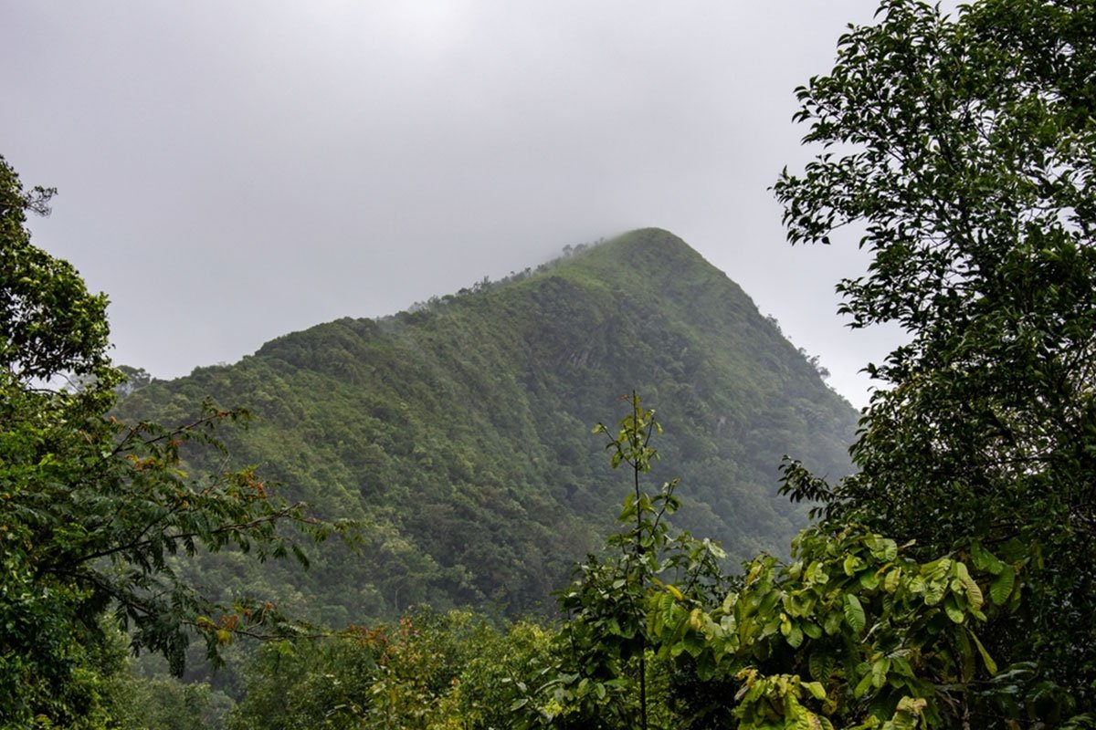 MS-Holidays-Mysuru-Green-valley-&-forest-views