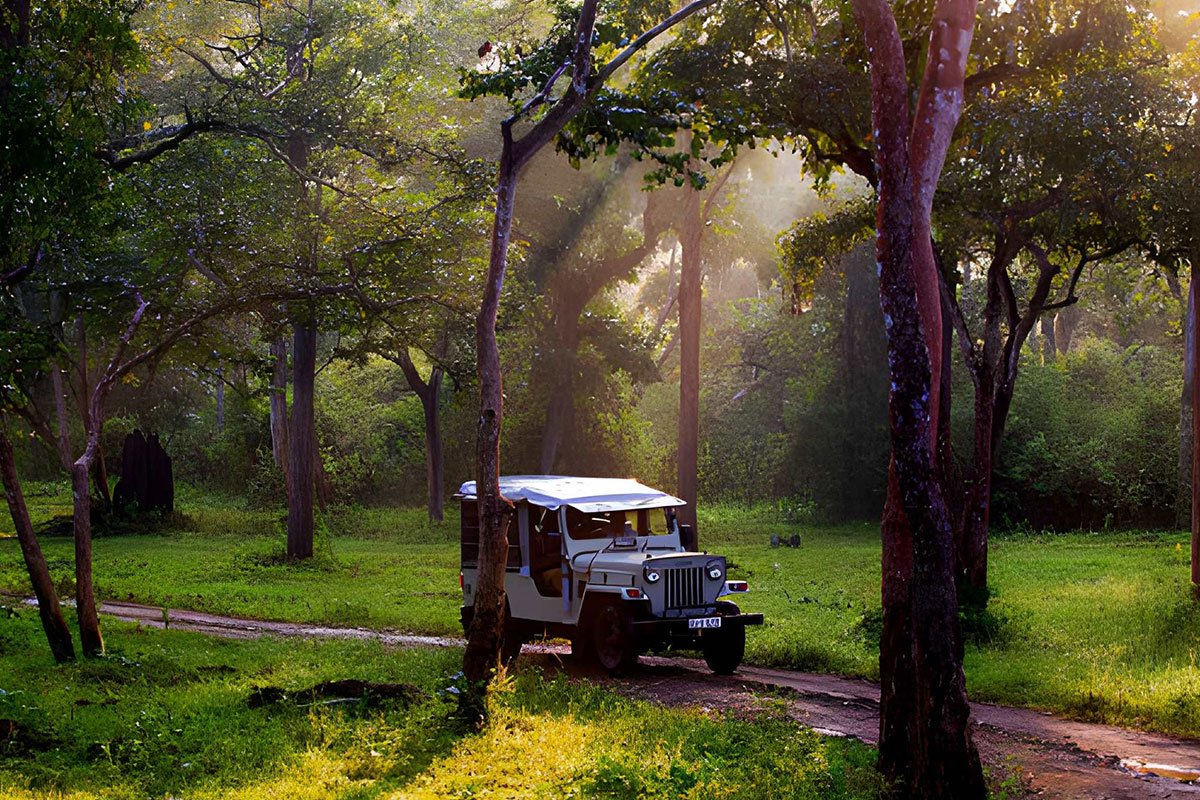 MS-Holidays-Mysuru-Jeep-safaris