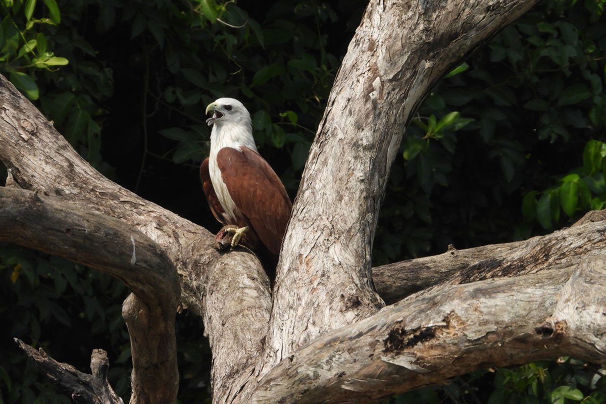 MS-Holidays-Mysuru-Kadalundi-Bird-Sanctuary