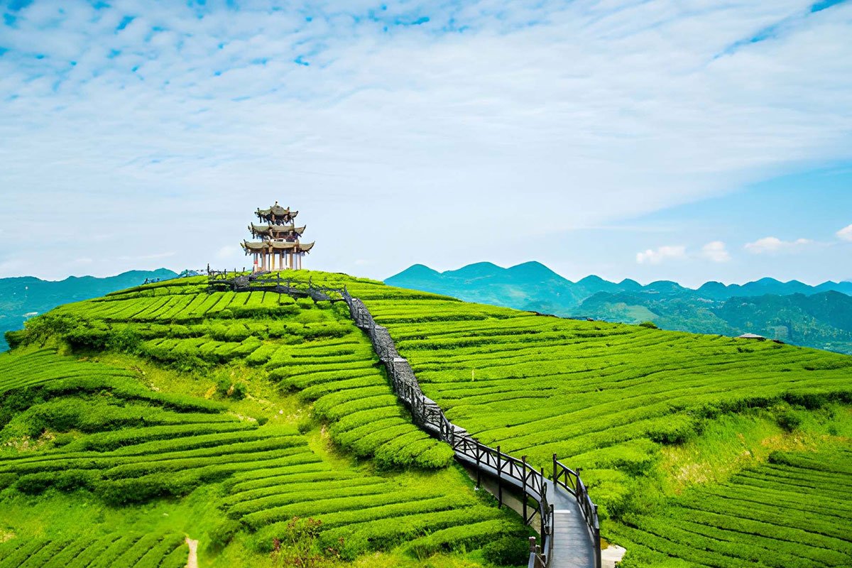 MS-Holidays-Mysuru-Munnar-Tea-Plantations