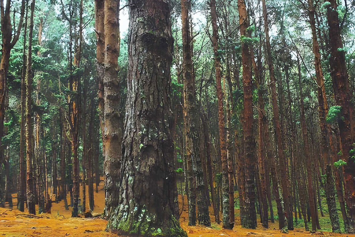 MS-Holidays-Mysuru-Pine-Forests