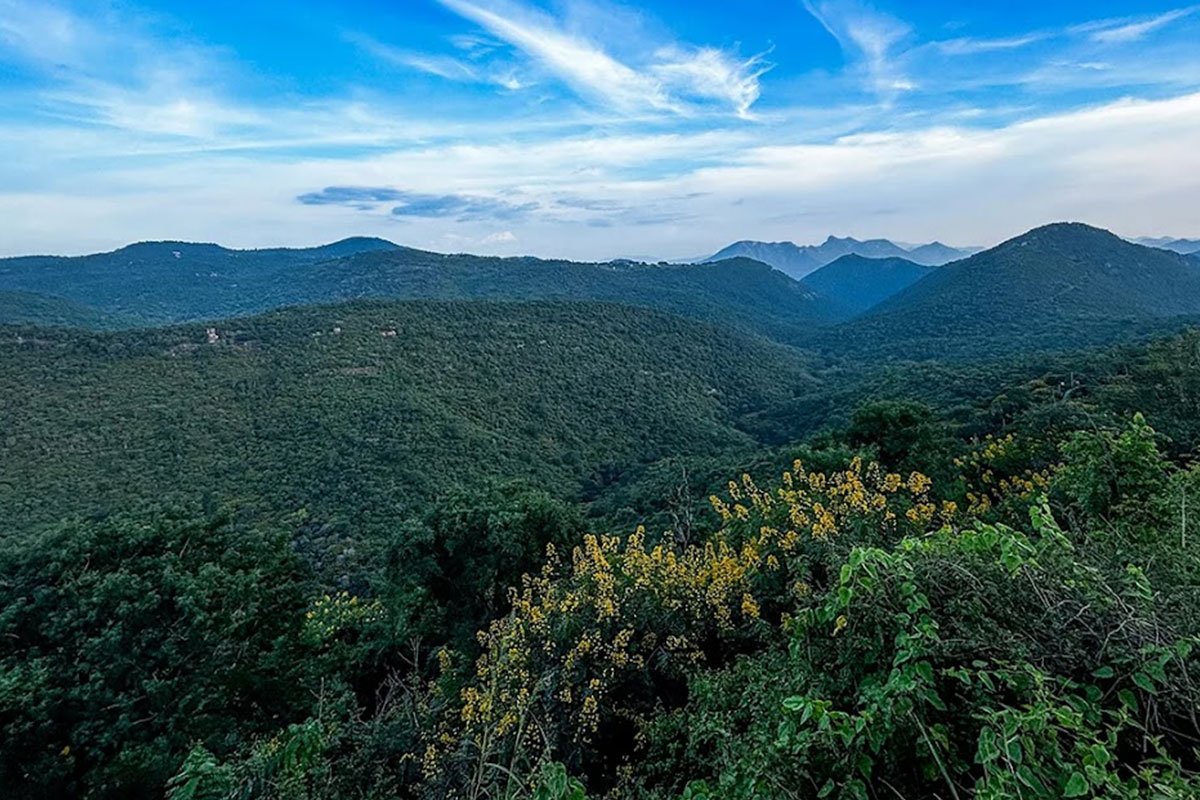 MS-Holidays-Mysuru-Sacred-forest-surroundings