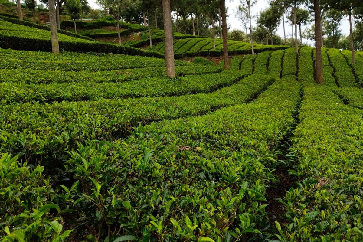 MS-Holidays-Mysuru-Tea-Factories