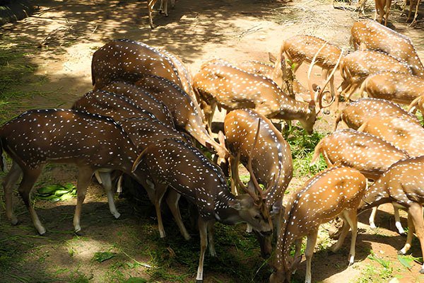 MS-Holidays-Mysuru-Thiruvananthapuram-Zoo