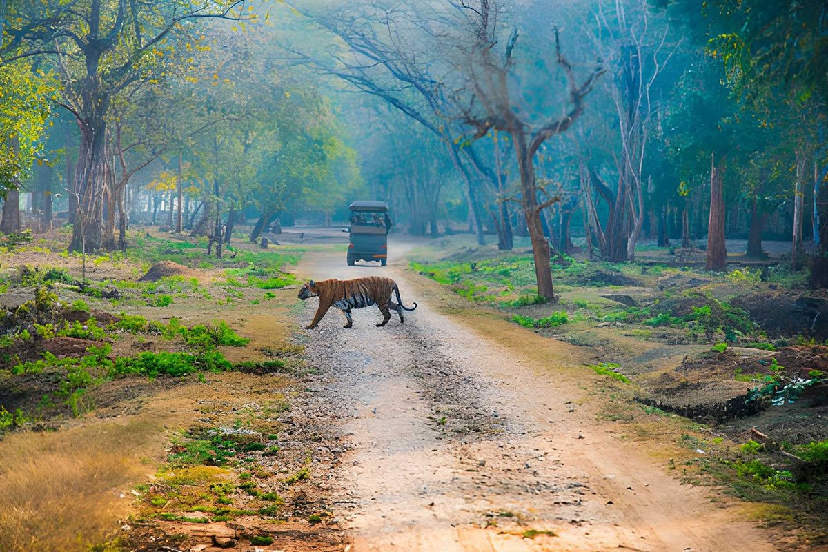 MS-Holidays-Mysuru-Tiger,-leopard-&-wild-dog-sightings
