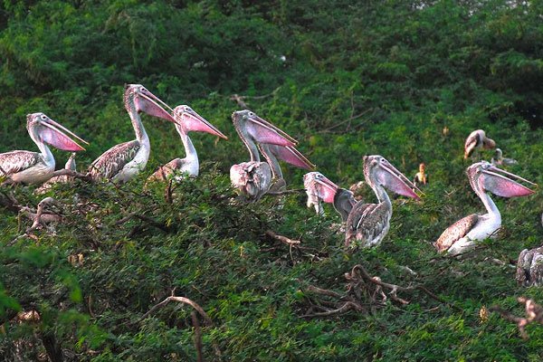 MS-Holidays-Mysuru-Uppalapadu-Birds