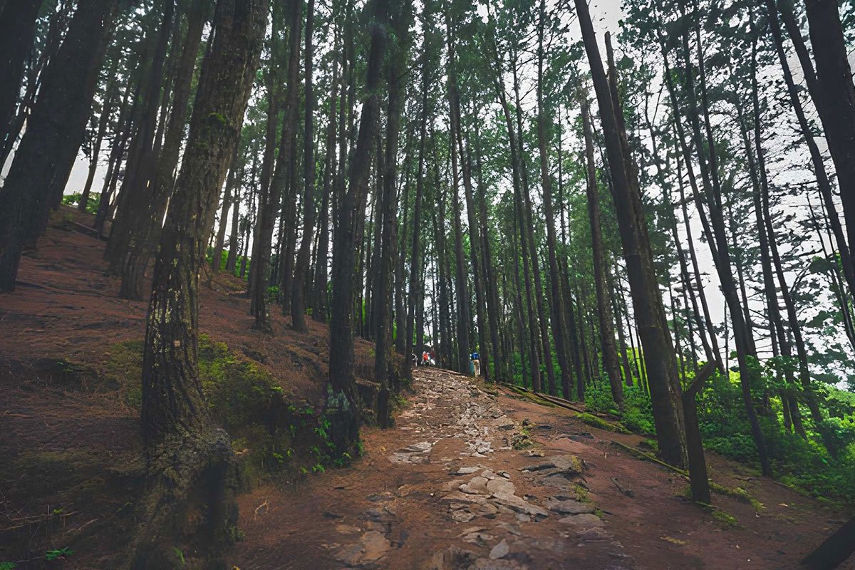 MS-Holidays-Mysuru-Vagamon-Pine-Forests