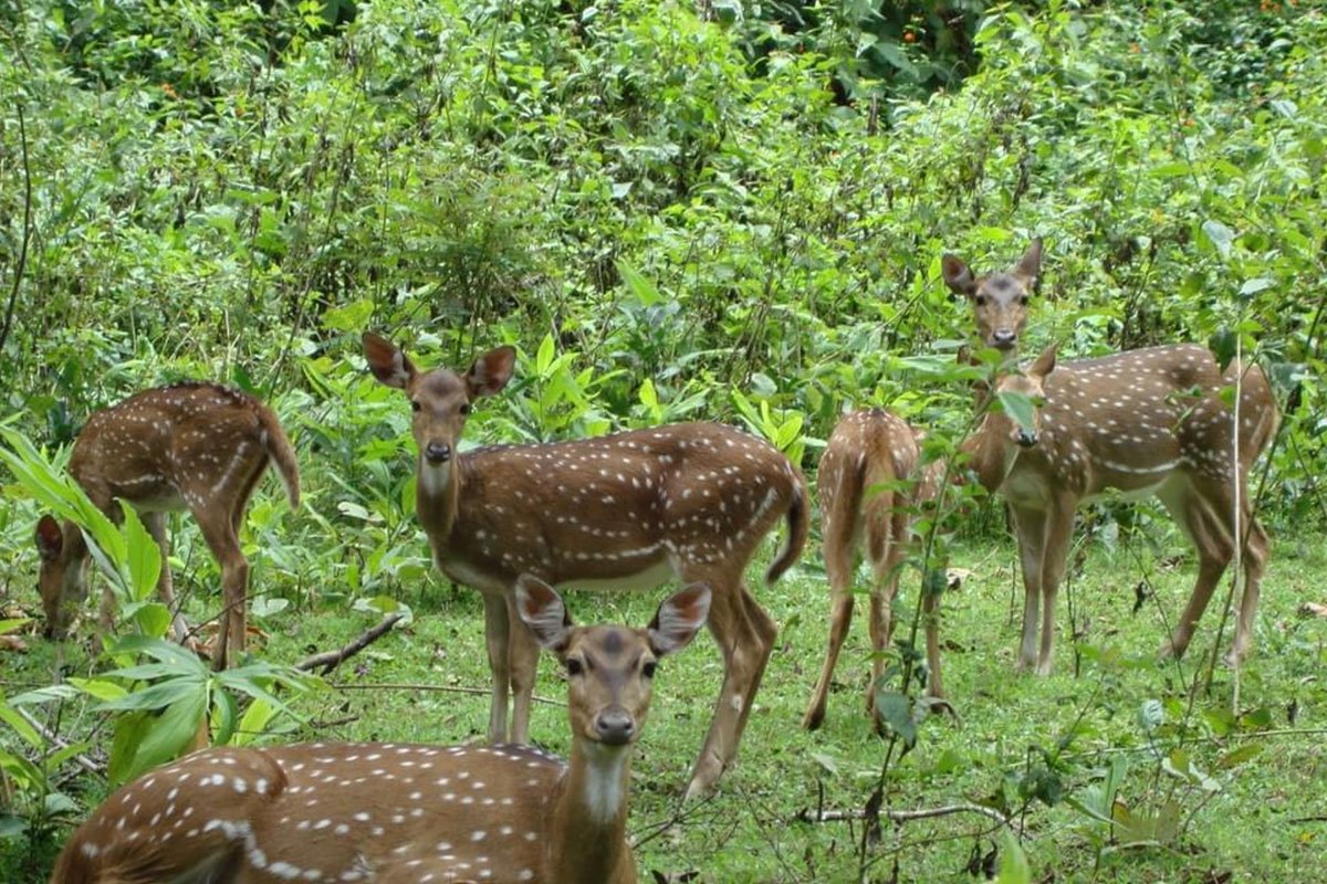 MS-Holidays-Mysuru-Wildlife-rich-surroundings